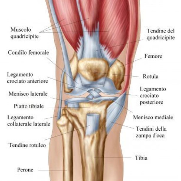 legamenti ginocchio carlo damioli