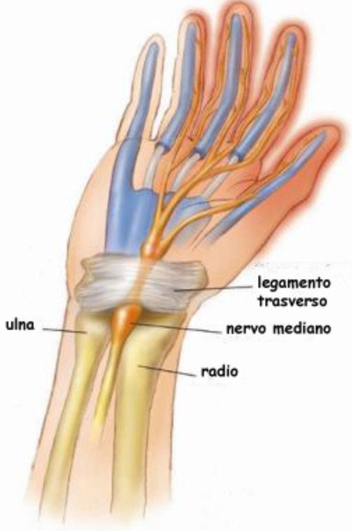 la mano anatomia